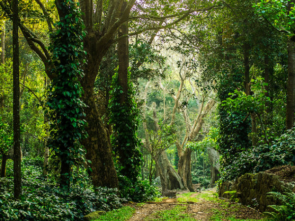 25. Yercaud