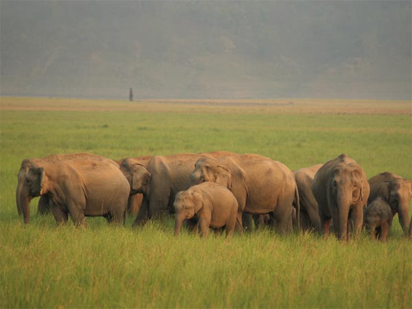 Jim Corbett National Park
