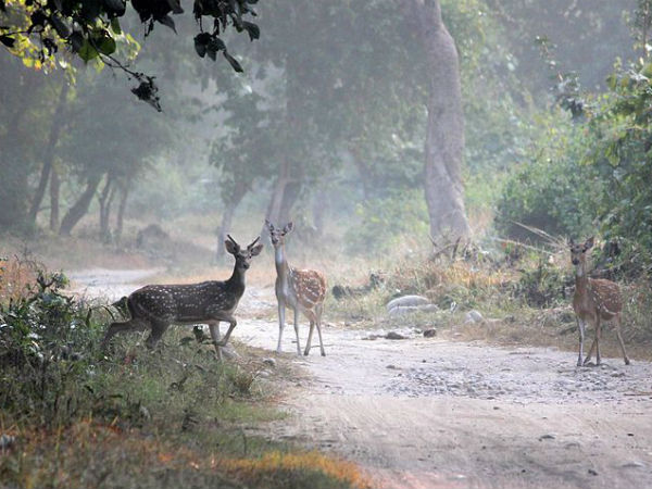 Chilla Wildlife Sanctuary