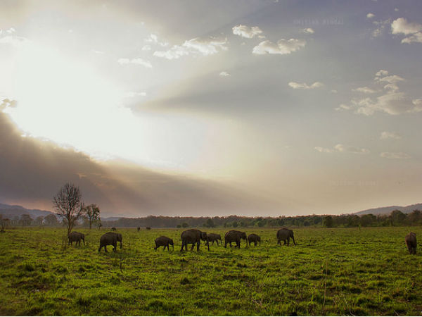 Jim Corbett