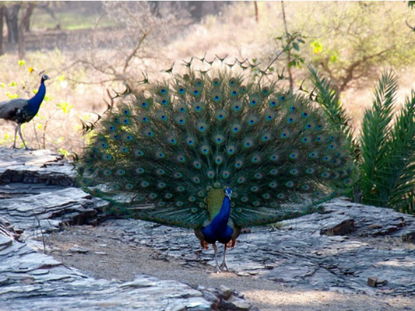 4. Ranthambore