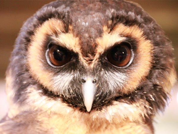 Kilbury Bird Sanctuary