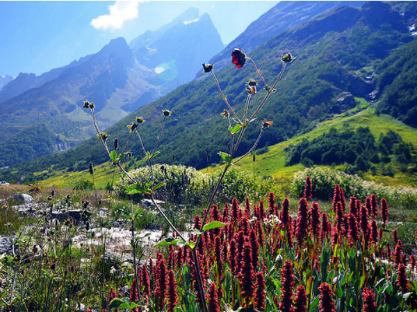 1. Valley Of Flowers