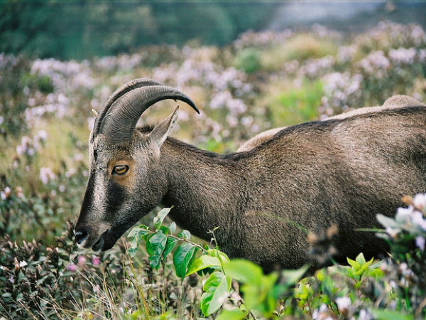 Neyyar Wildlife Sanctuary