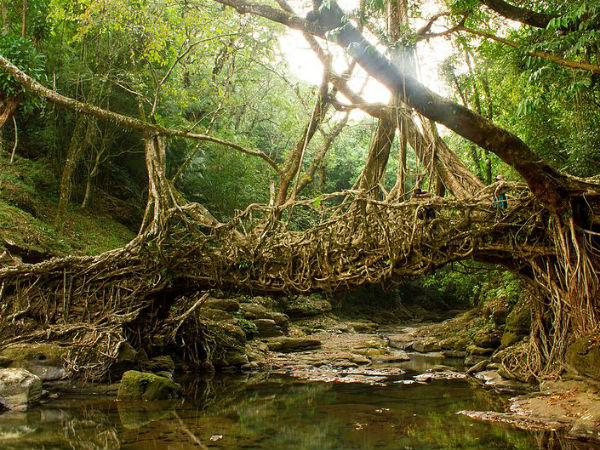 Day 6: Mawlynnong Village, Living Root Bridge