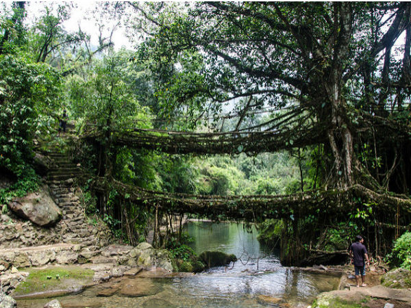 Living Root Bridges
