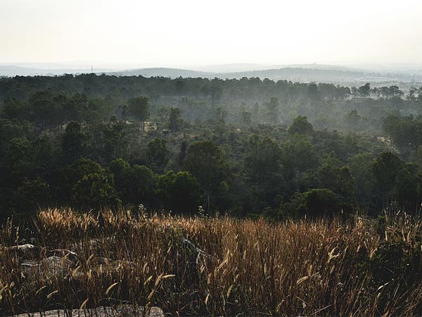Turahalli Forest