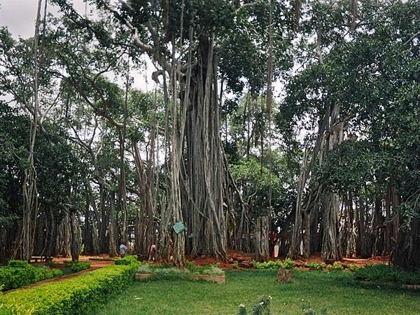 Dodda Alada Mara (Big Banyan Tree)