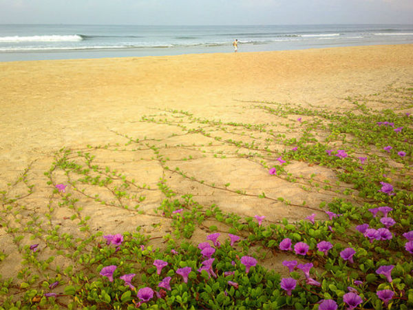 Benaulim Beach