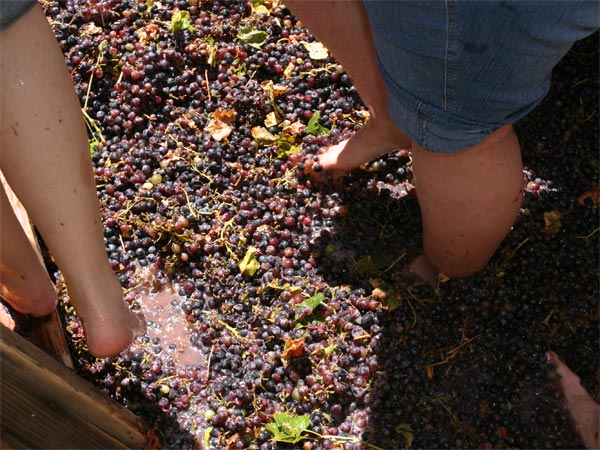 Grape-Stomping At Ramanagar