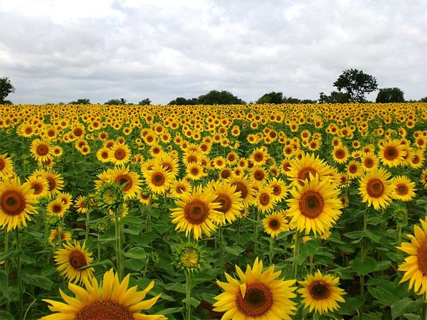Sunflower Farms Of Gundlupet