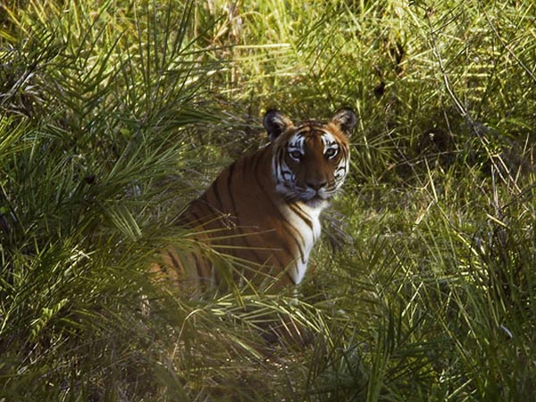 Bandipur National Park