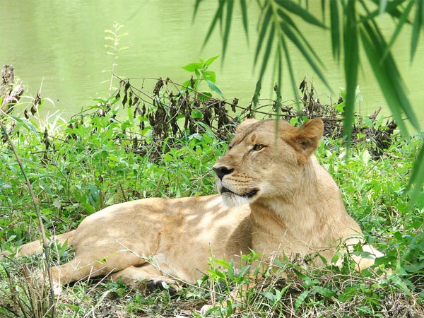 Bannerghatta National Park