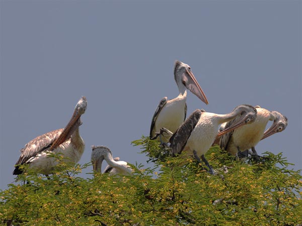 Kokkrebellur Bird Sanctuary