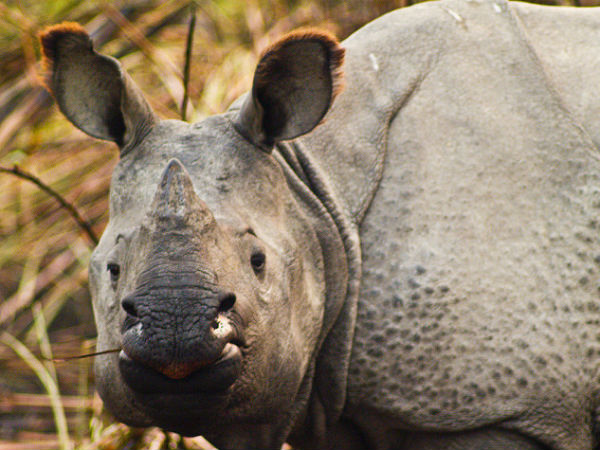 Kaziranga National Park, Assam