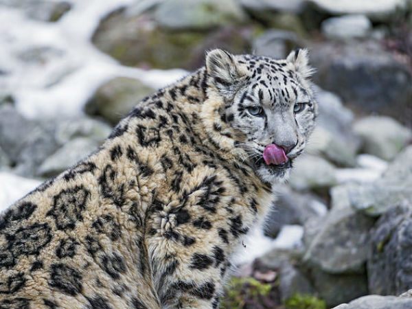 Great Himalayan National Park, Himachal Pradesh