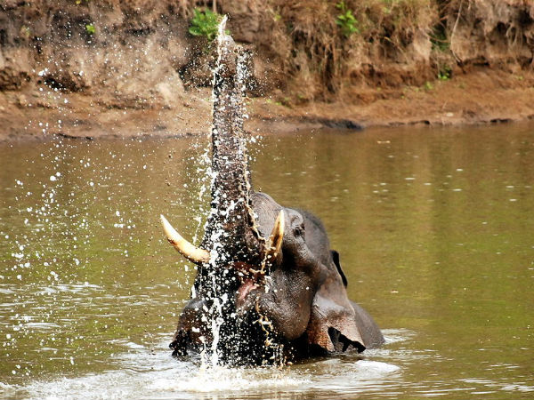 Nagarhole National Park, Karnataka