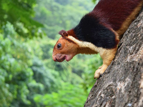 Thenmala, Kerala