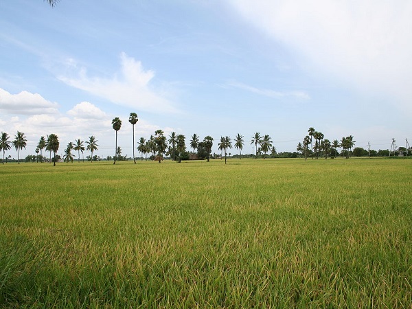 Nellore ( 175 km)