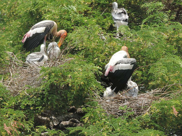 Kaggaladu Bird Sanctuary