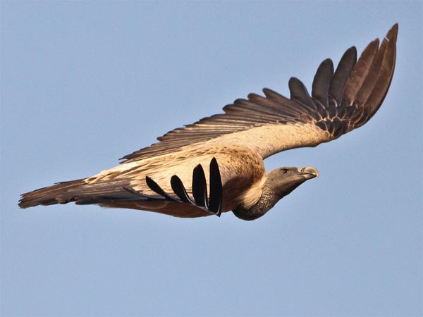 Bird-watching At Ramanagar