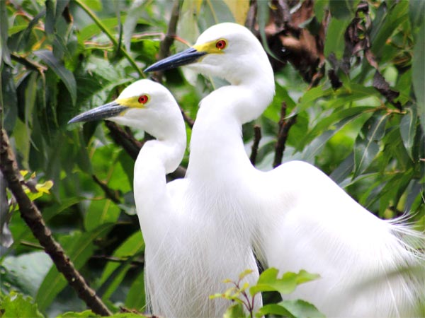 Ranganathittu Bird Sanctuary
