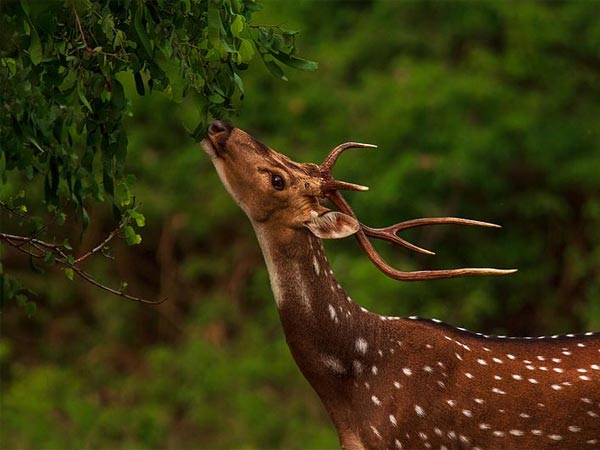 Bandipur National Park