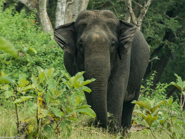 Mudumalai National Park