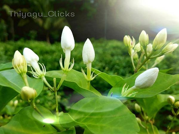 Best Time To Visit Malur