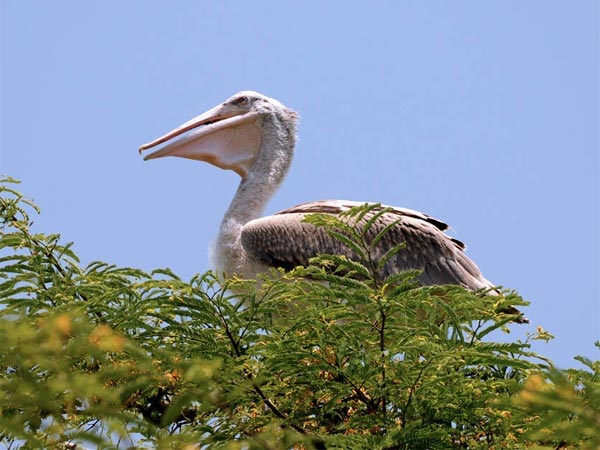 Kokkre Bellur Pelicanry
