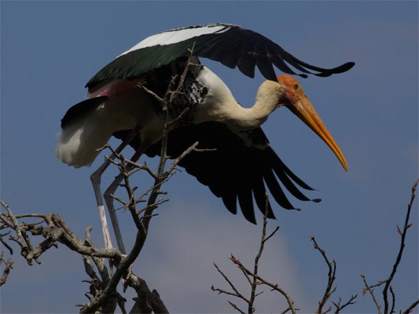 Ranganathittu Bird Sanctuary