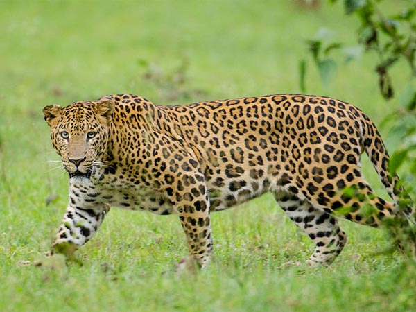 Nagarhole National Park