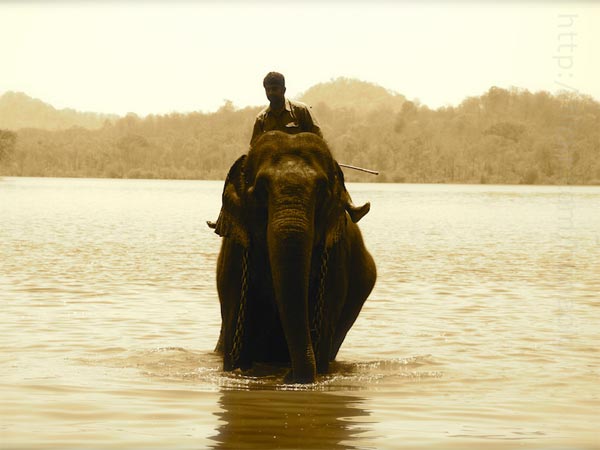 Sakkare Bylu Elephant Camp