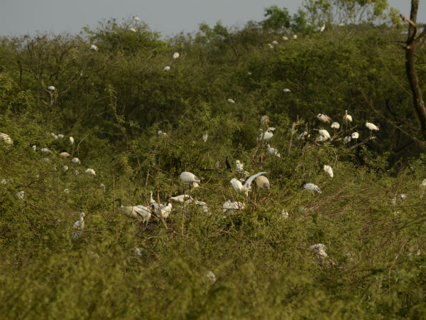 Gudavi Bird Sanctuary