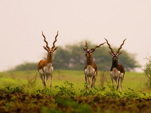 Ranebennur Blackbuck Sanctuary