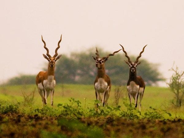 Ranebennur Blackbuck Sanctuary