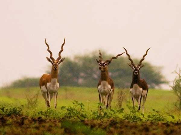 Ranebennur Blackbuck Sanctuary