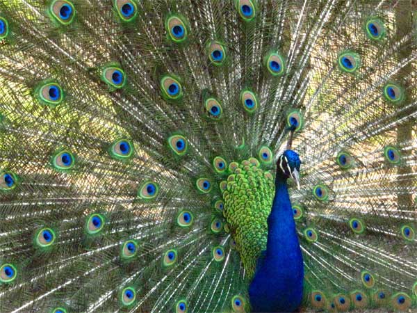 Bankapura Peacock Sanctuary