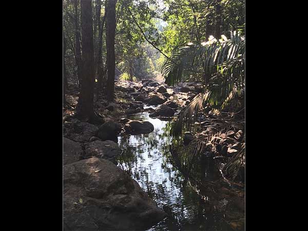 Bhagawan Mahaveer Sanctuary And Mollem National Park