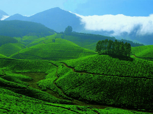 5. Munnar