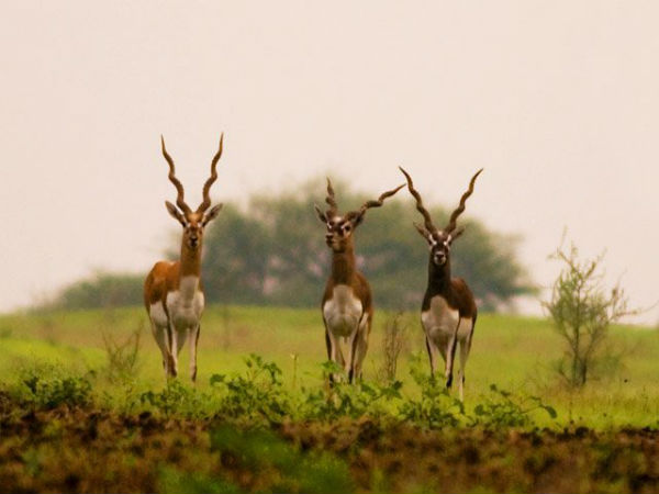 Ranebennur Blackbuck Sanctuary