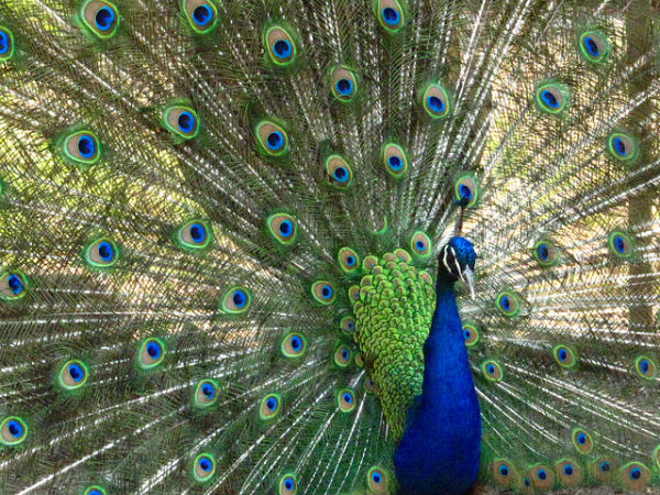 Bankapura Peacock Sanctuary