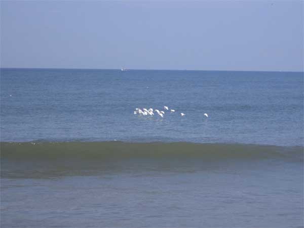 Tannirbhavi Beach: