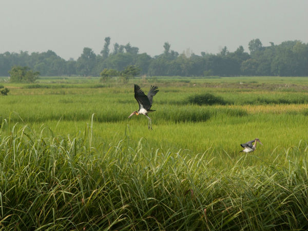 madhubani in bihar madhubani in bihar