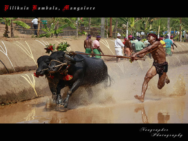 kambala festival kambala festival