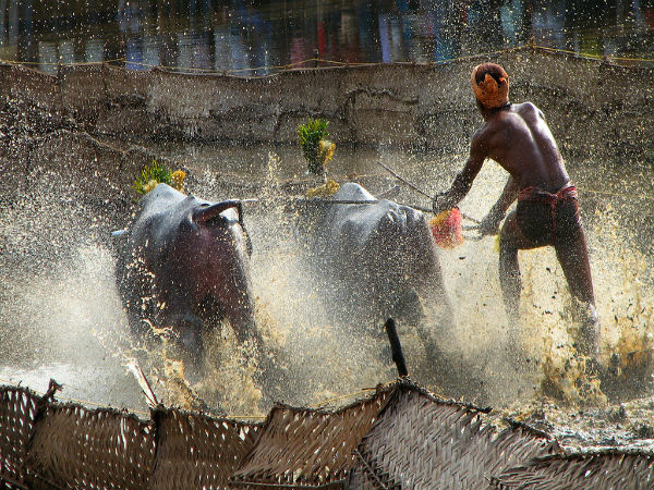 kambala festival kambala festival