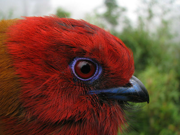 eaglenest wildlife sanctuary eaglenest wildlife sanctuary