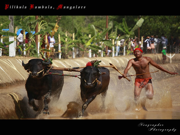 kambala festival kambala festival