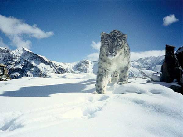 1. Snow Leopard In Ladakh