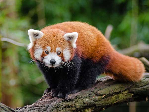 Red Panda In Arunachal Pradesh
